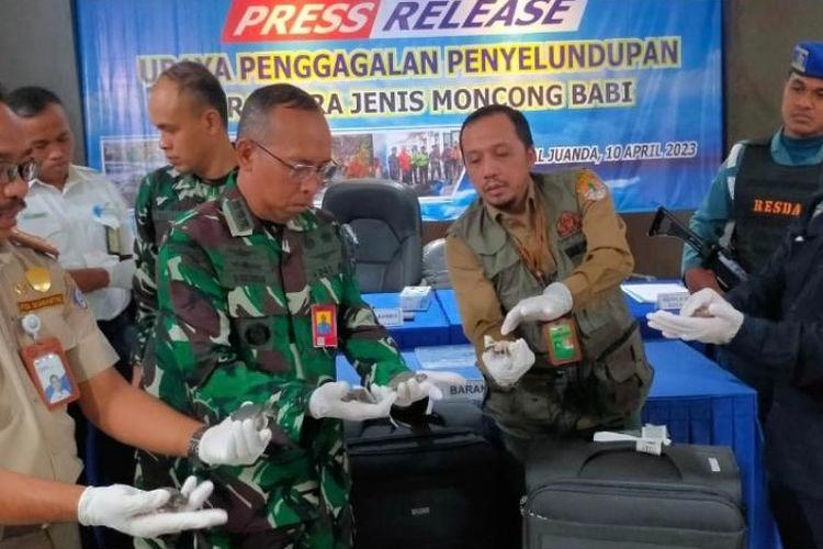 Pekan Ini Dua Kali TNI AL Gagalkan Penyelundupan Satwa Ke Luar Negeri