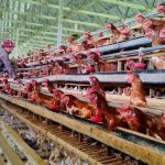 Menkes AS Robert F. Kennedy Jr Puji Kemajuan Sistem Kesehatan Indonesia