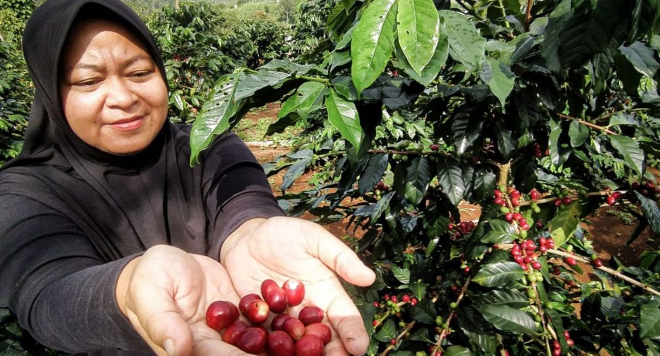 Kejayaan Komoditas Sumut Kopi Medan Kirim 38 Ton ke Mancanegara Setiap Bulan