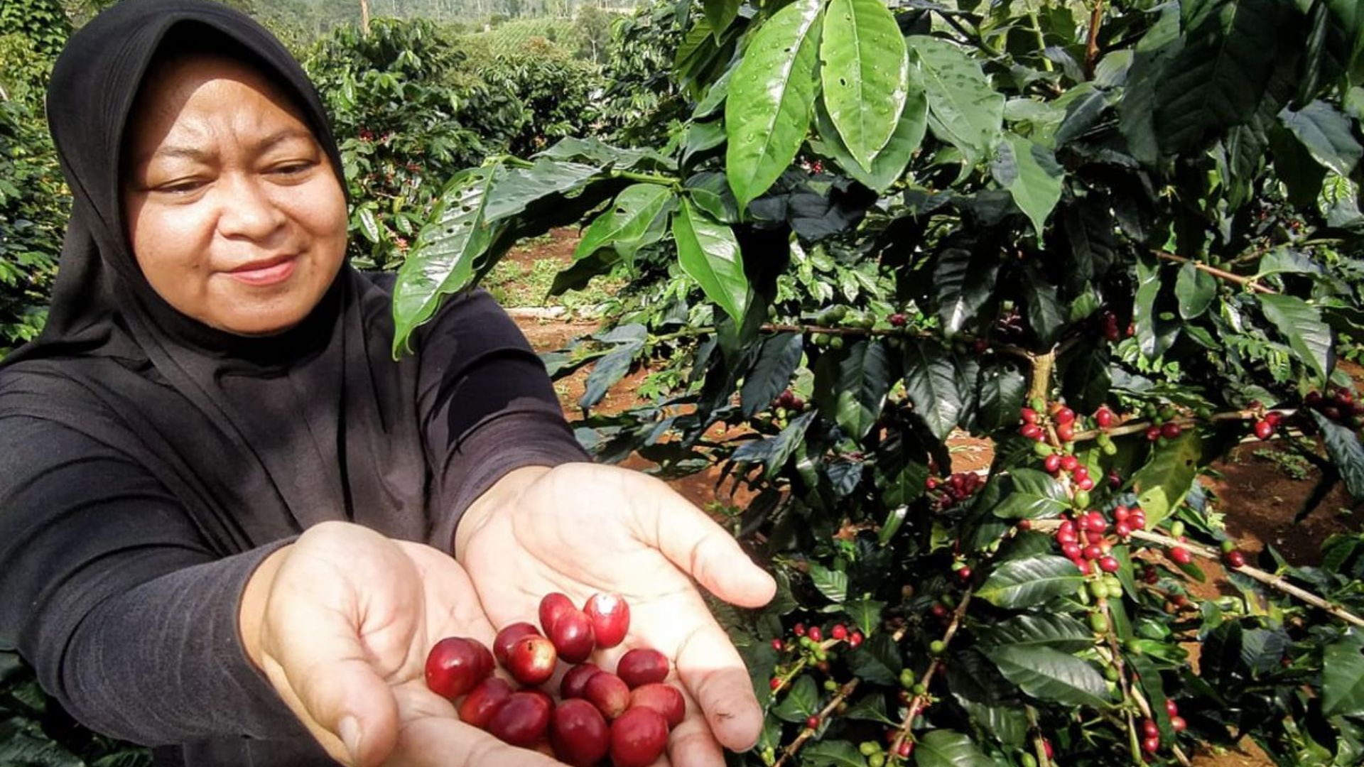 Kejayaan Komoditas Sumut Kopi Medan Kirim 38 Ton ke Mancanegara Setiap Bulan