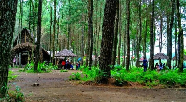 Hutan Pinus Songgon