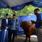 Momen AHY Serahkan 63 Sapi Kurban Demokrat untuk Masyarakat Indonesia