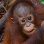 Rekonstruksi Kampung Adat Sade Diminta Tetap Jaga Budaya Sasak