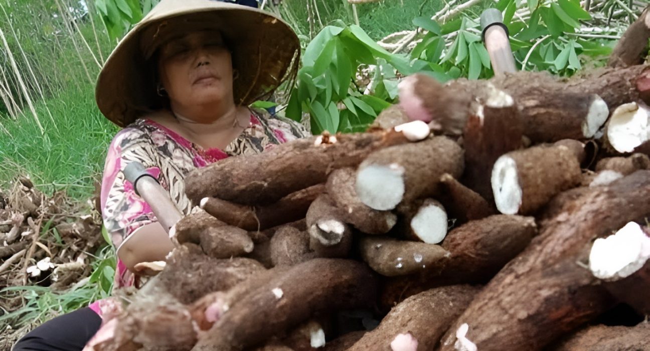 Singkong hasil panen petani Indonesia di tengah kenaikan harga setelah pemerintah menghentikan impor.
